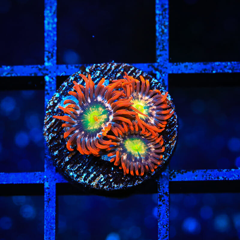 Star Foxx Zoanthid Coral