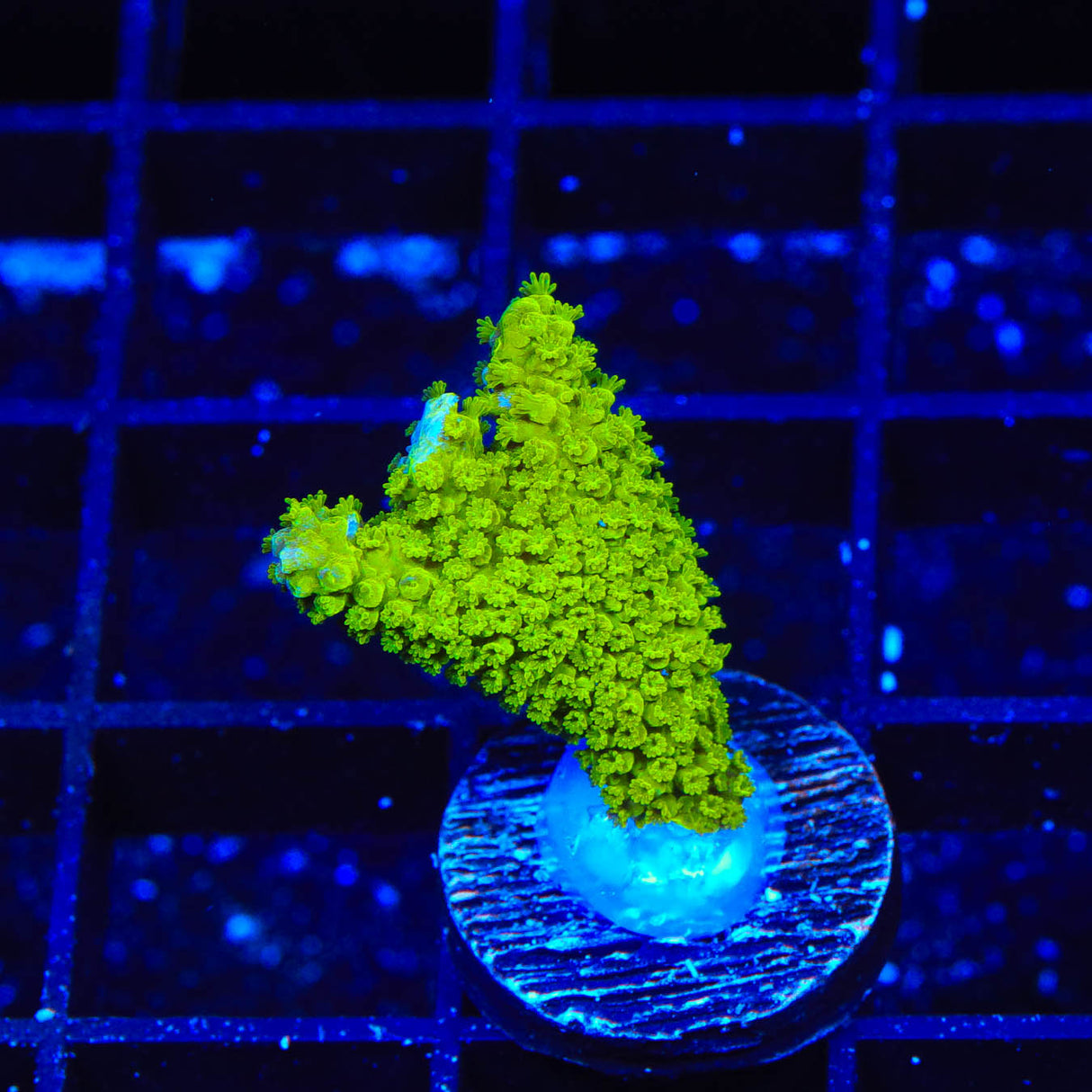 Neon Green Digitata Montipora Coral
