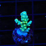 TSA Night King Speciosa Acropora Coral