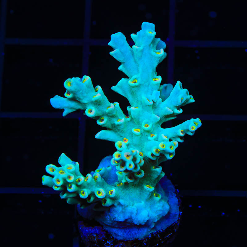 TSA Night King Speciosa Acropora Coral