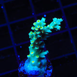 TSA Night King Speciosa Acropora Coral