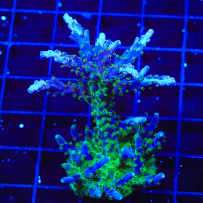 Tricolor Valida Mini Colony Coral