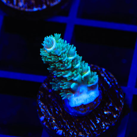 TSA Tidal Wave Acropora Coral