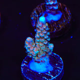 TSA Diamond Dust Acropora Coral