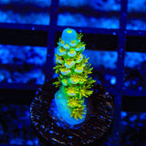 Walt Disney Tenuis Acropora Coral