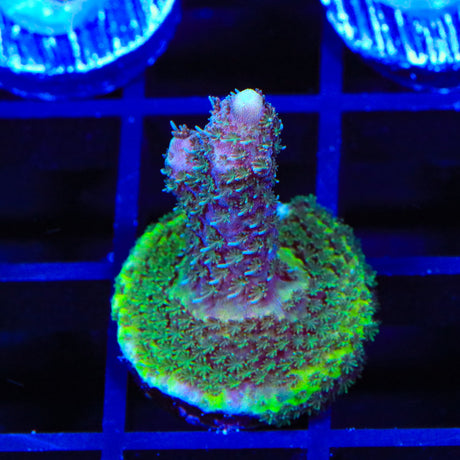 TSA Purple Dream Millipora Acropora Coral