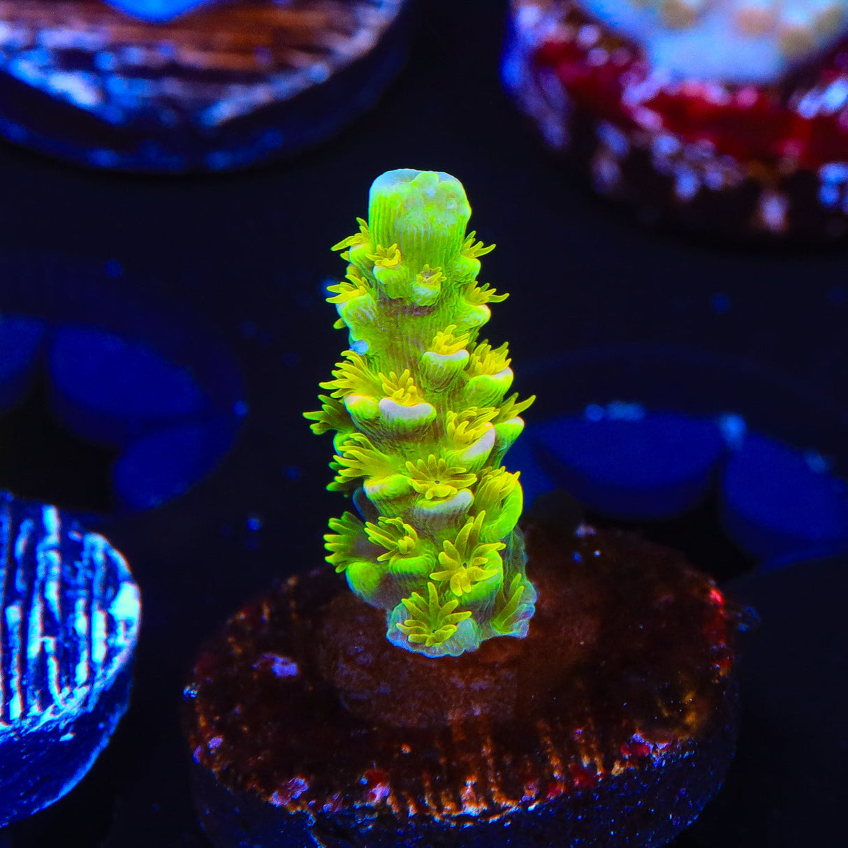 Walt Disney Tenuis Acropora Coral