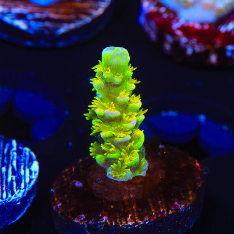 Walt Disney Tenuis Acropora Coral