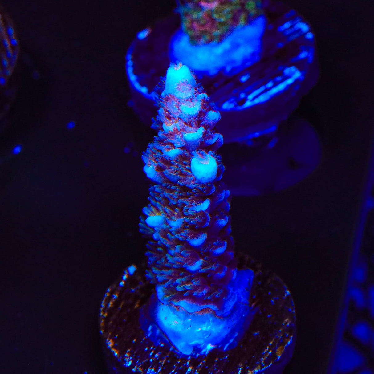 TSA Blueman Acropora Coral