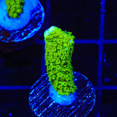 Nuclear Green Montipora Digitata Coral