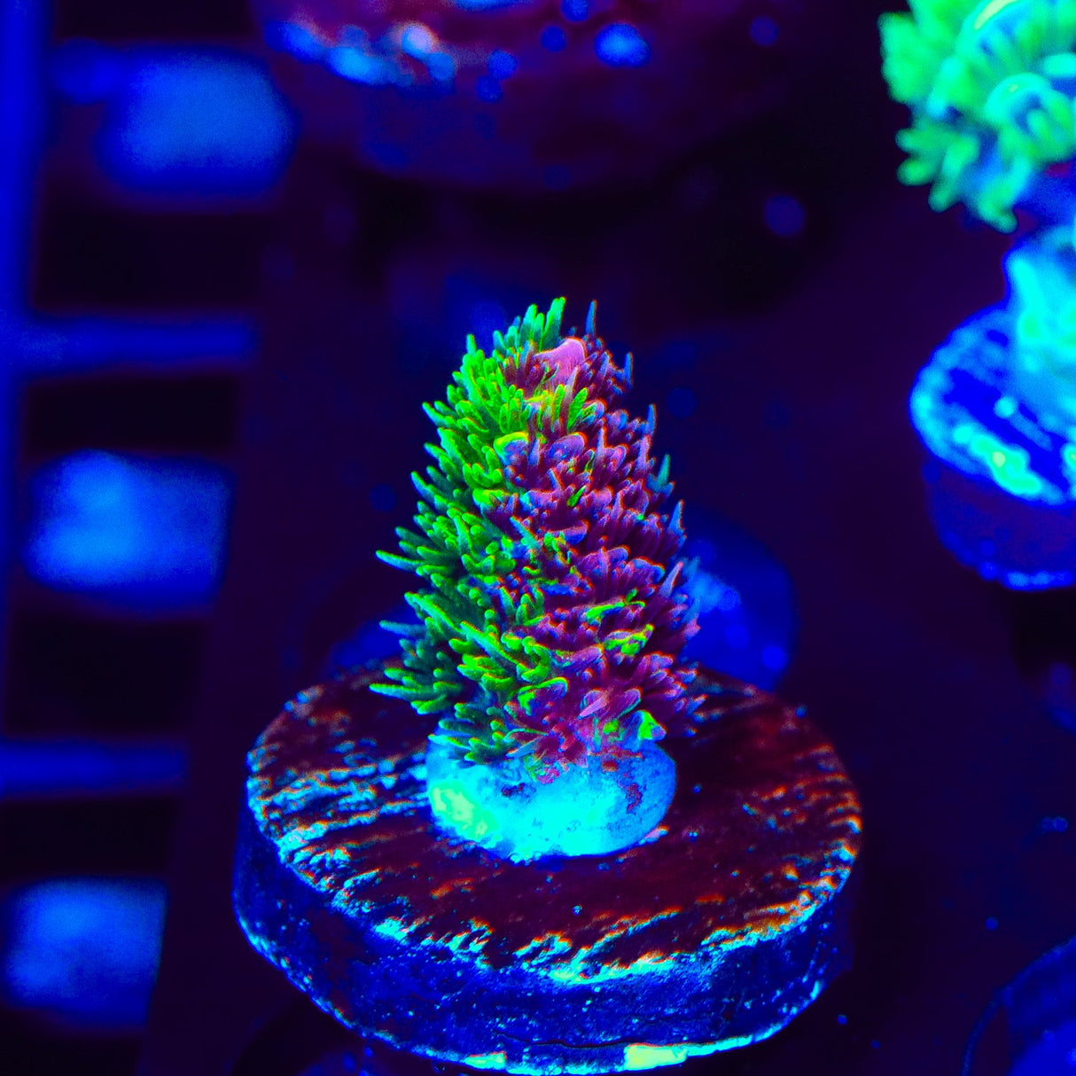 RRC Rainbow Splice Acropora Coral