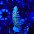 TSA Diamond Dust Acropora Coral