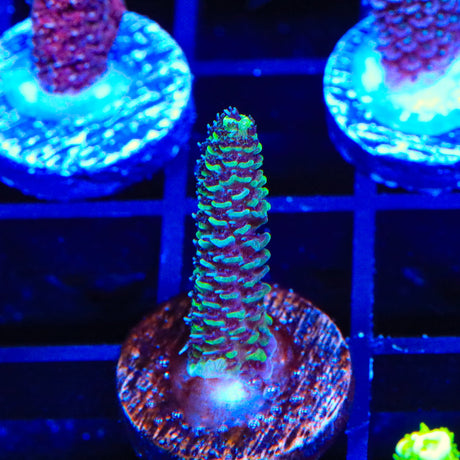 TSA Swamp Thing Millipora Acropora Coral