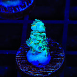 TSA Captain Planet Acropora Coral