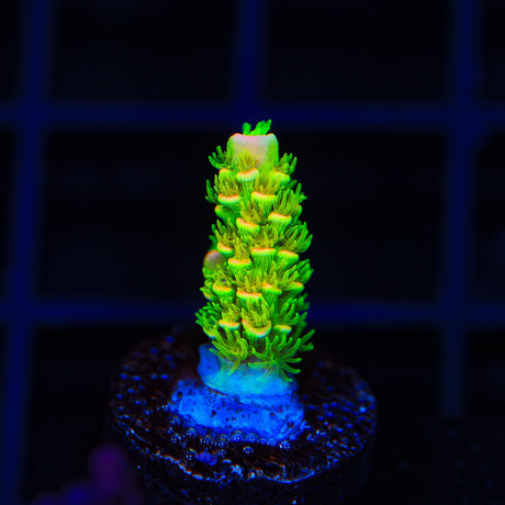 TSA Rainbow Supernova Tenuis Acropora Coral