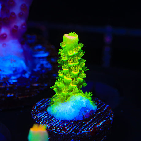 TSA Rainbow Supernova Tenuis Acropora Coral