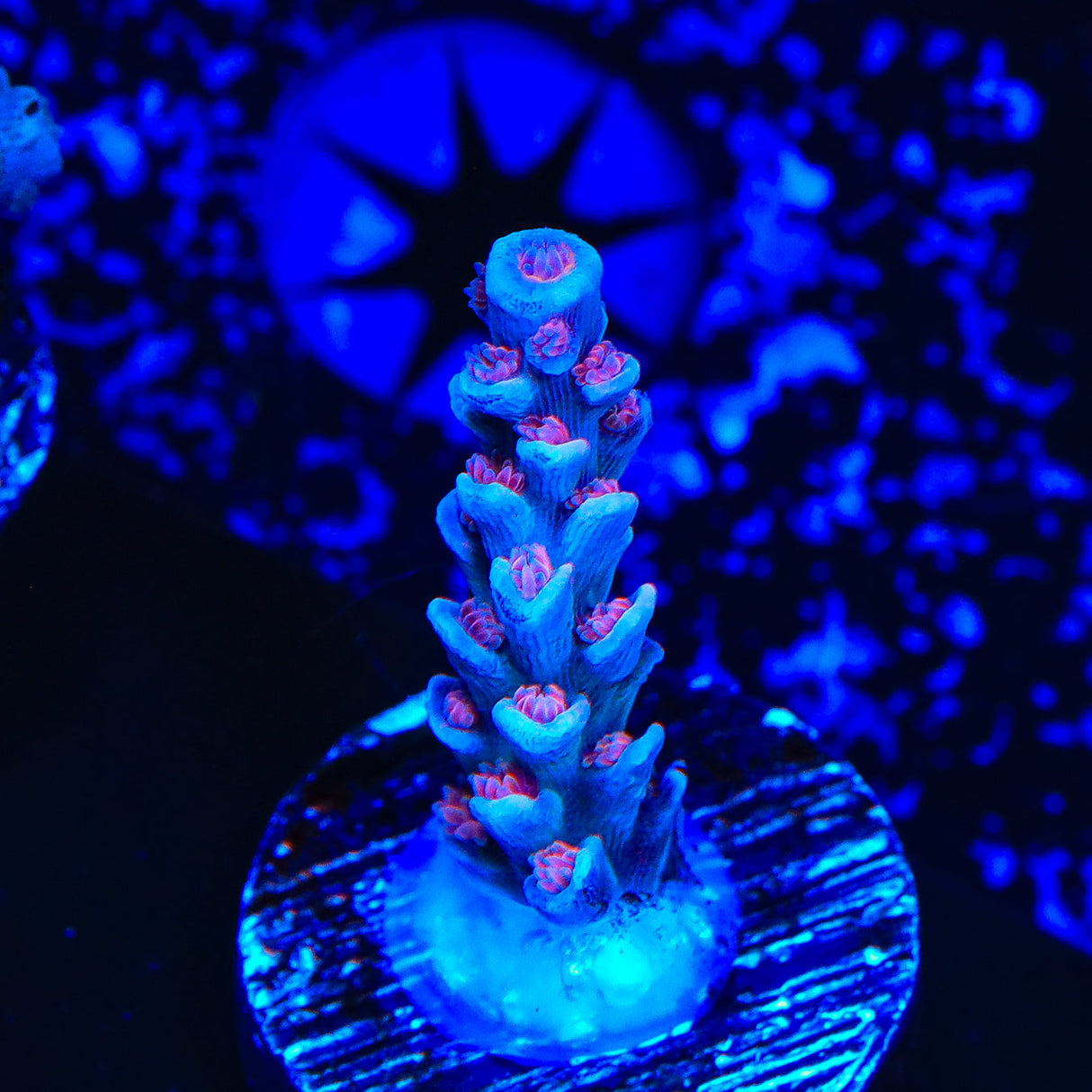 TSA Heisenberg Acropora Coral