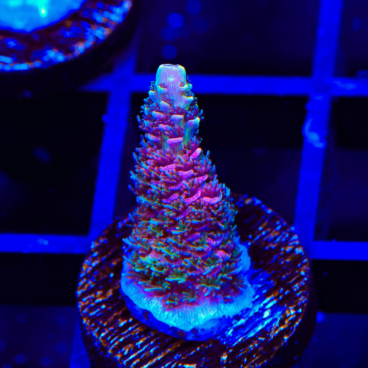 TSA Heaven and Hell Milli Acropora Coral