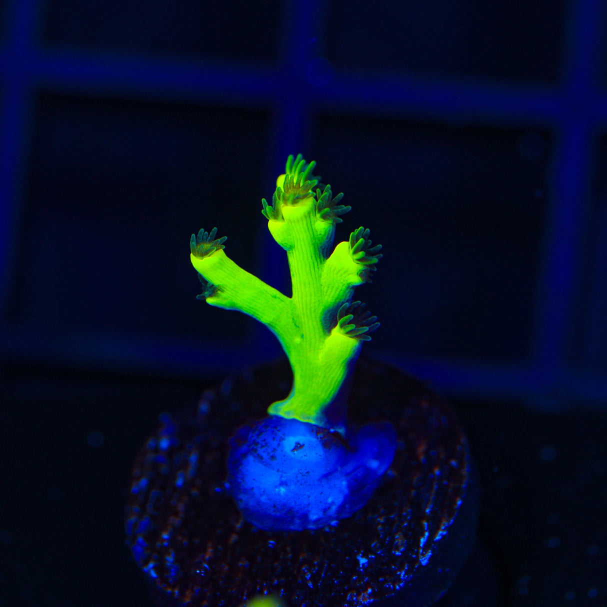 TSA Crazy Eight Speciosa Acropora Coral