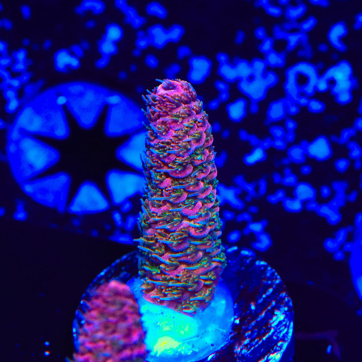 TSA Heaven and Hell Milli Acropora Coral