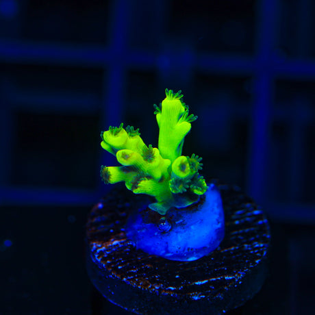 TSA Crazy Eight Speciosa Acropora Coral