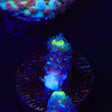 TSA Kamikaze Acropora Coral