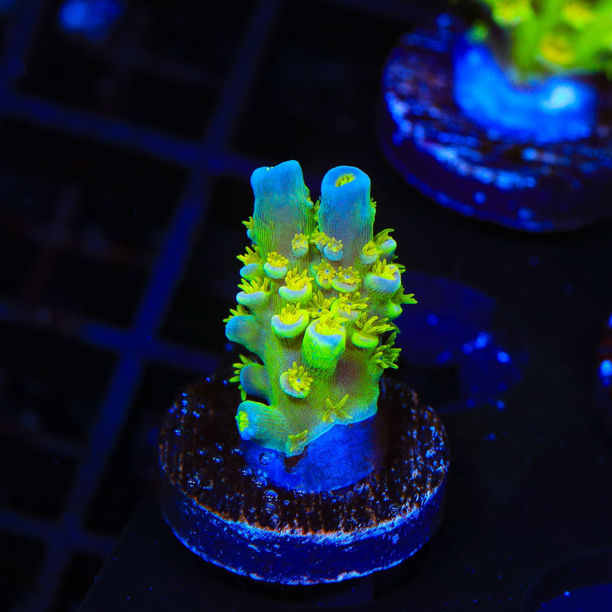 Walt Disney Acropora Coral