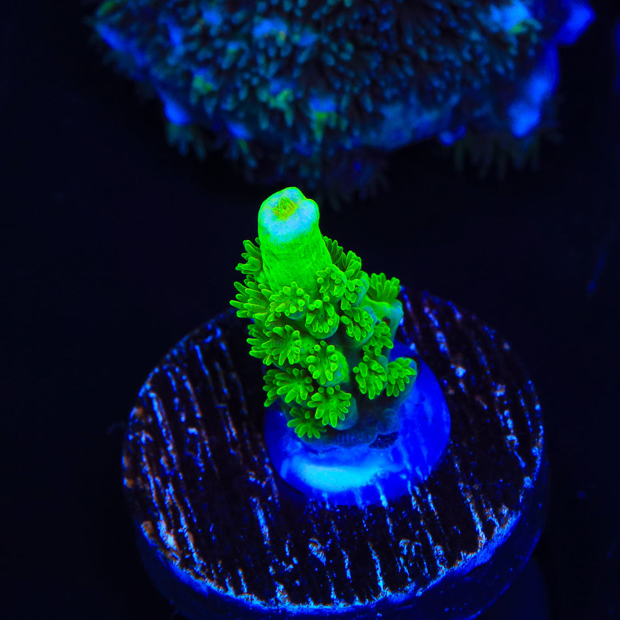 TSA Rainbow Supernova Acropora Coral