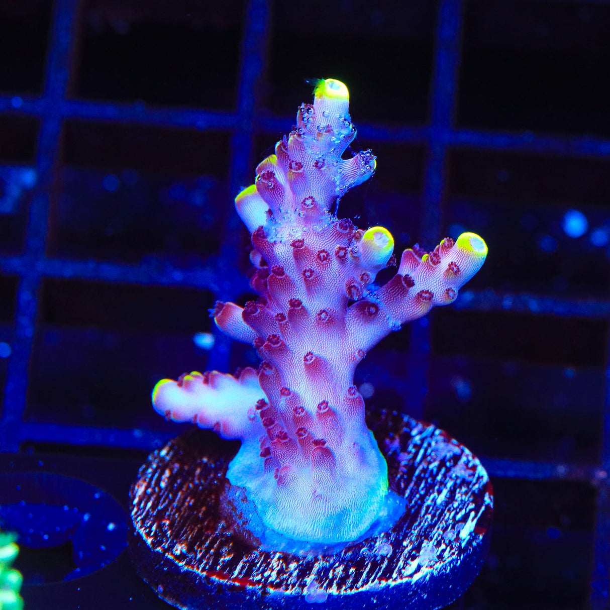 JF Fox Flame Acropora Coral