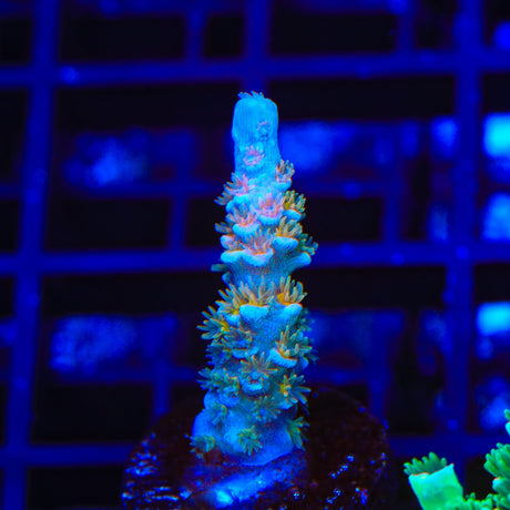 TSA Diamond Dust Acropora Coral