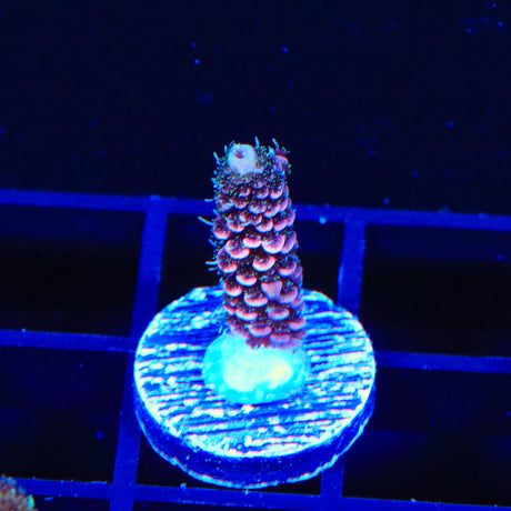 TSA Purple Dream Millipora Acropora Coral