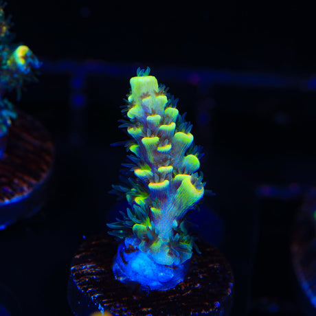 BkChem Froot Loops Tenuis Acropora Coral