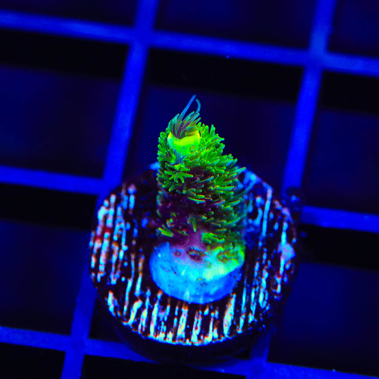 RRC Rainbow Splice Acropora Coral