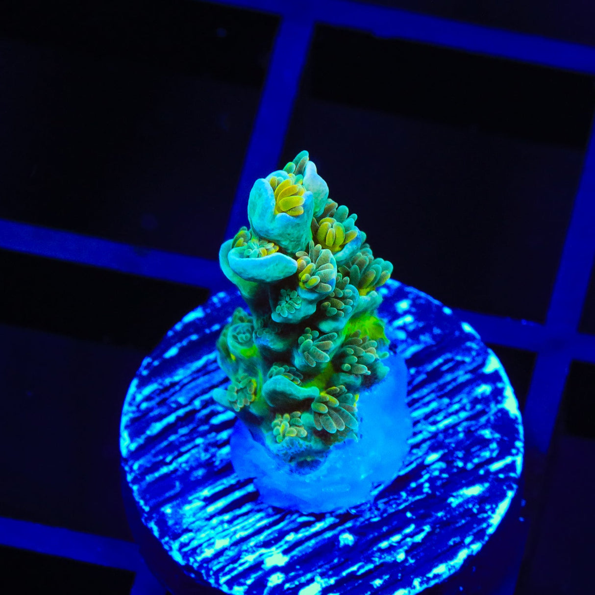 UC Donna Acropora Coral