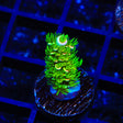 TSA Rainbow Supernova Acropora Coral