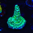 TSA Captain Planet Acropora Coral