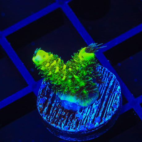 RRC Rainbow Splice Acropora Coral