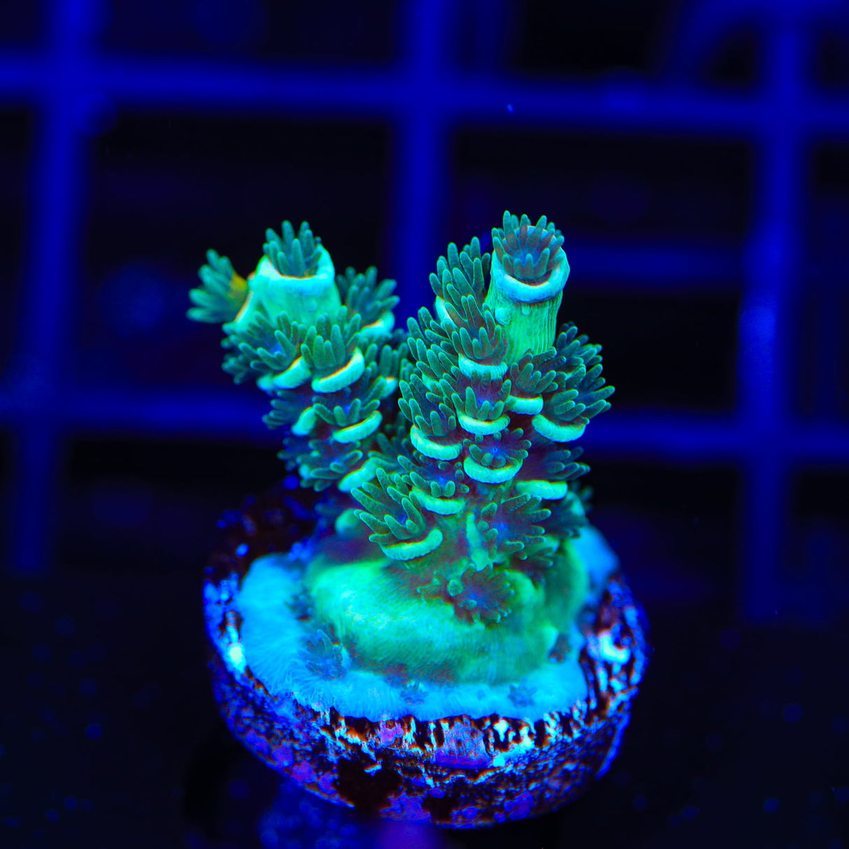 TSA Captain Planet Acropora Coral