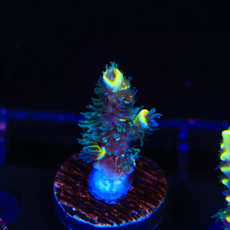 BkChem Froot Loops Tenuis Acropora Coral