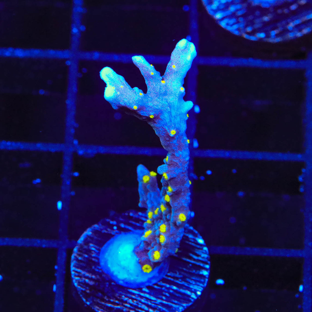 JF Midnight Dynamite Montipora Coral