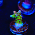 TSA Princess Peach Acropora Coral