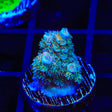 TSA Diamond Dust Acropora Coral