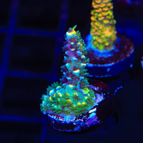 BkChem Froot Loops Tenuis Acropora Coral