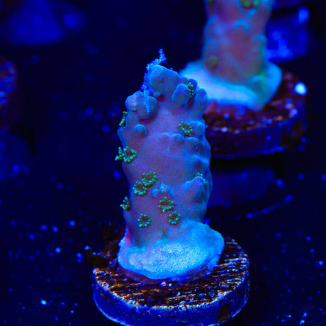 TSA Purple Man Group Acropora Coral
