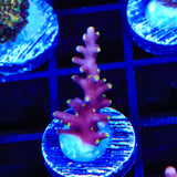 WWC Little Red Ferrari Acropora Coral