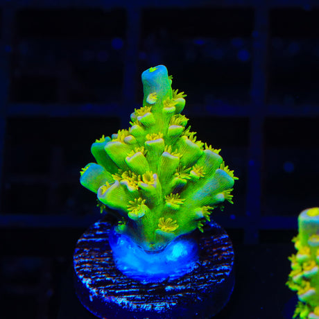 Walt Disney Acropora Coral