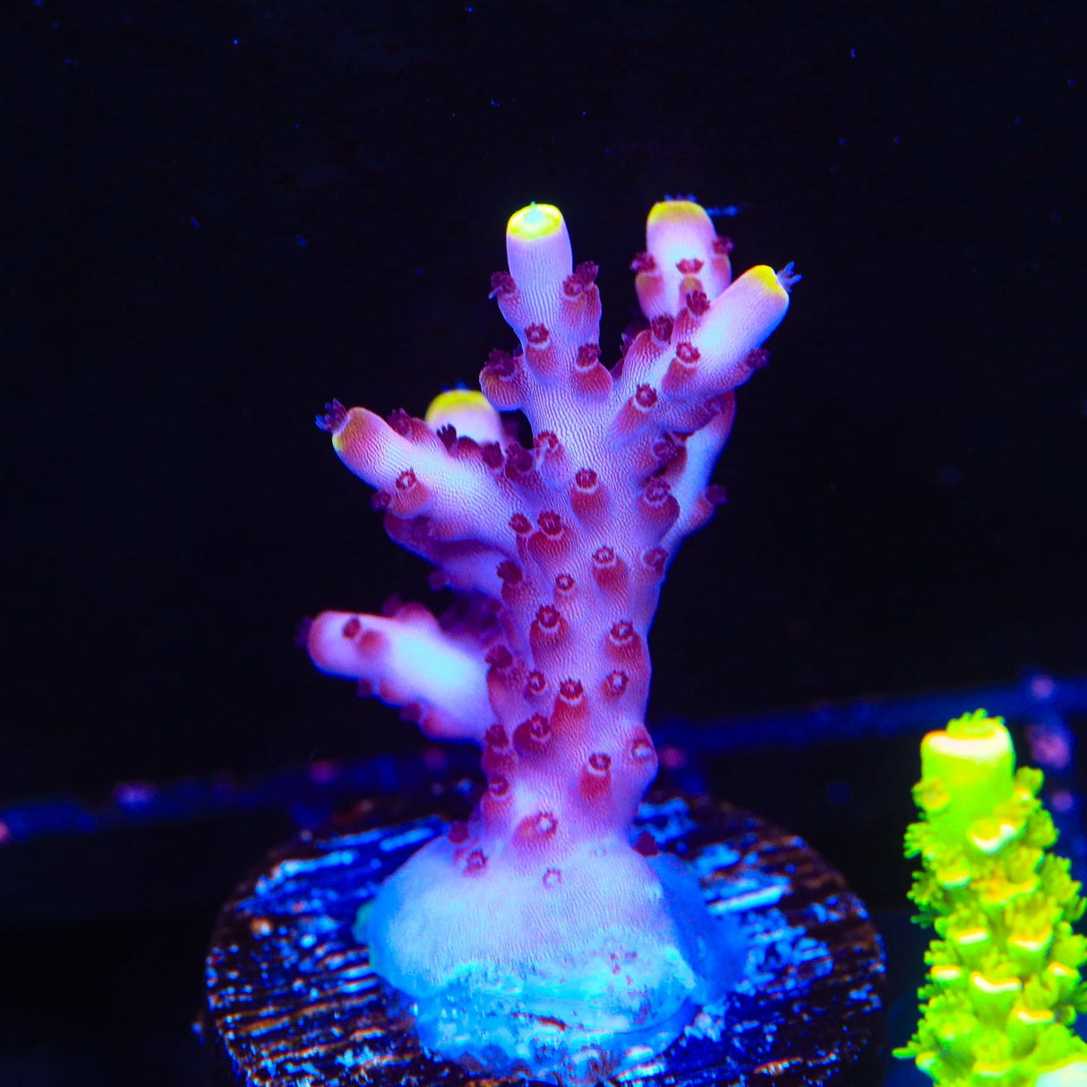 JF Fox Flame Acropora Coral