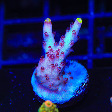 JF Fox Flame Acropora Coral