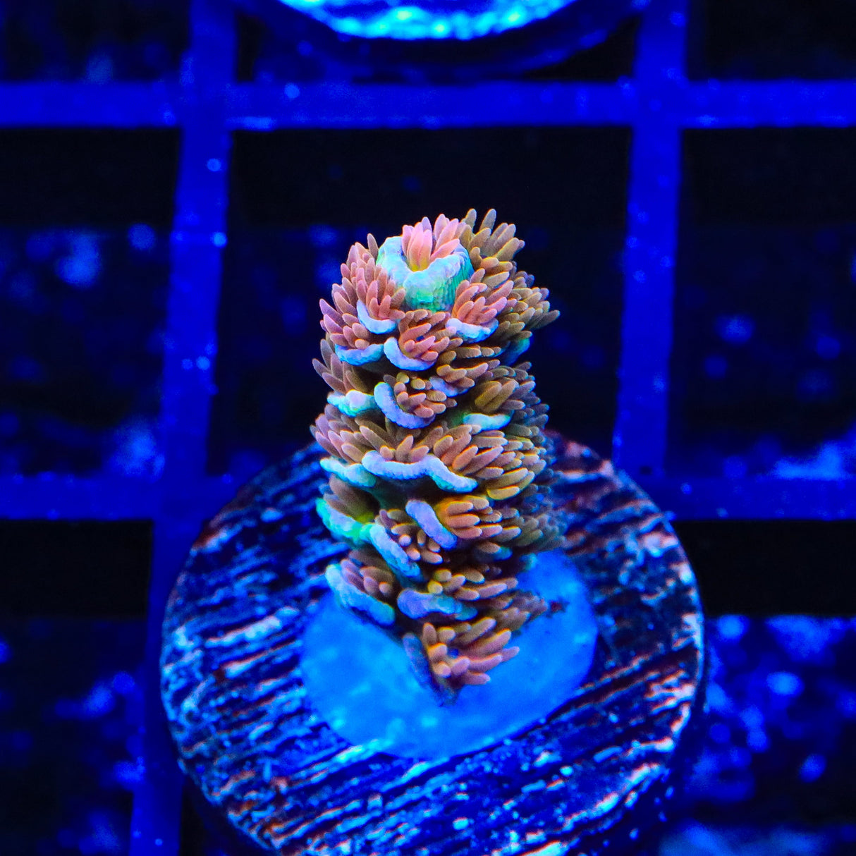 TSA Unity Acropora coral