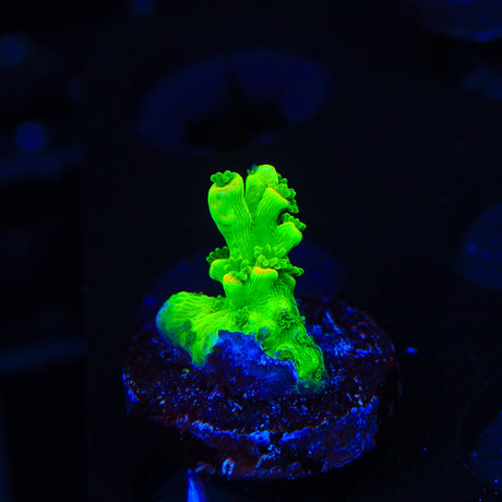 TSA Rainbow Supernova Acropora Coral